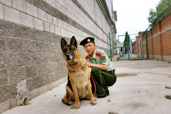 军犬退伍季:一个十年老兵的坚守