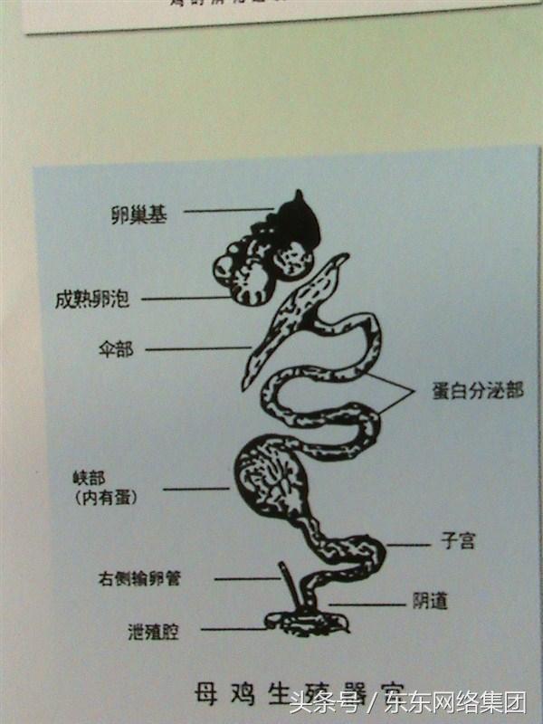 手把手教你解剖鸡超详细解剖步骤下篇