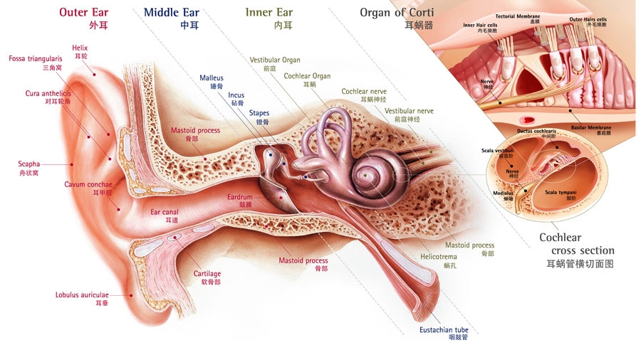 传导性耳聋听力图图片