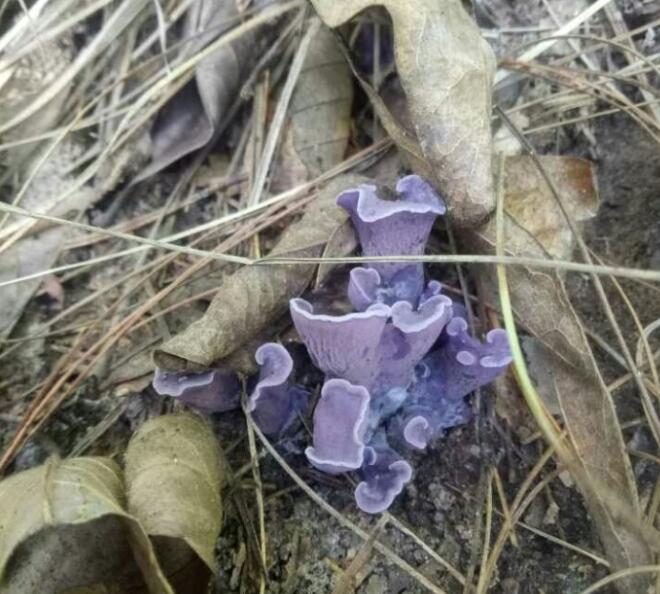 紫花菌有毒吗图片