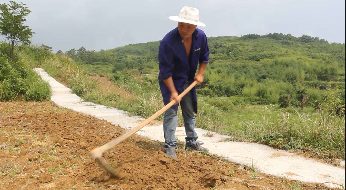 4,最后农户使用锄头认真平整土地,完成黑芝麻种植