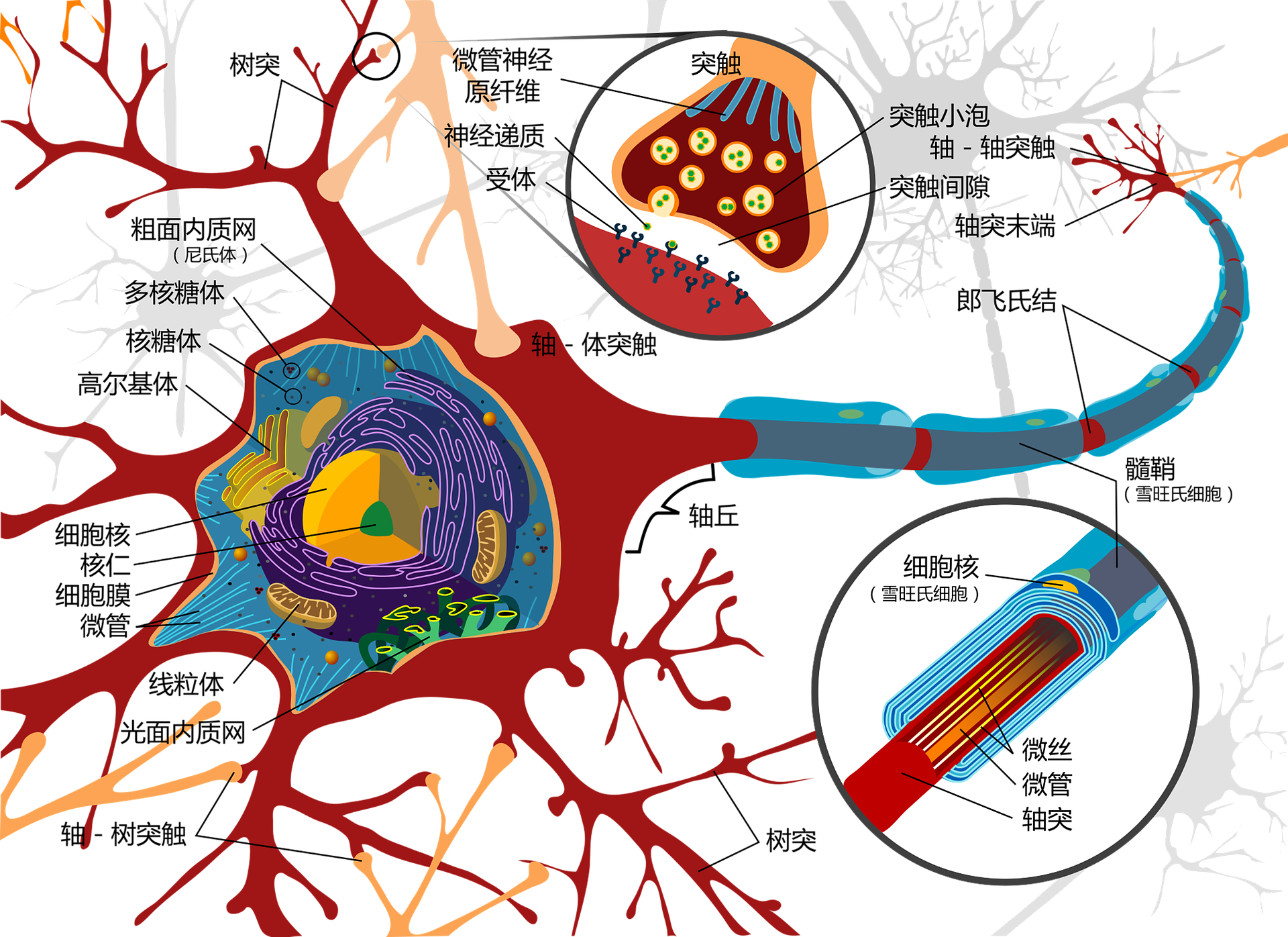 神经元结构示意图手绘图片