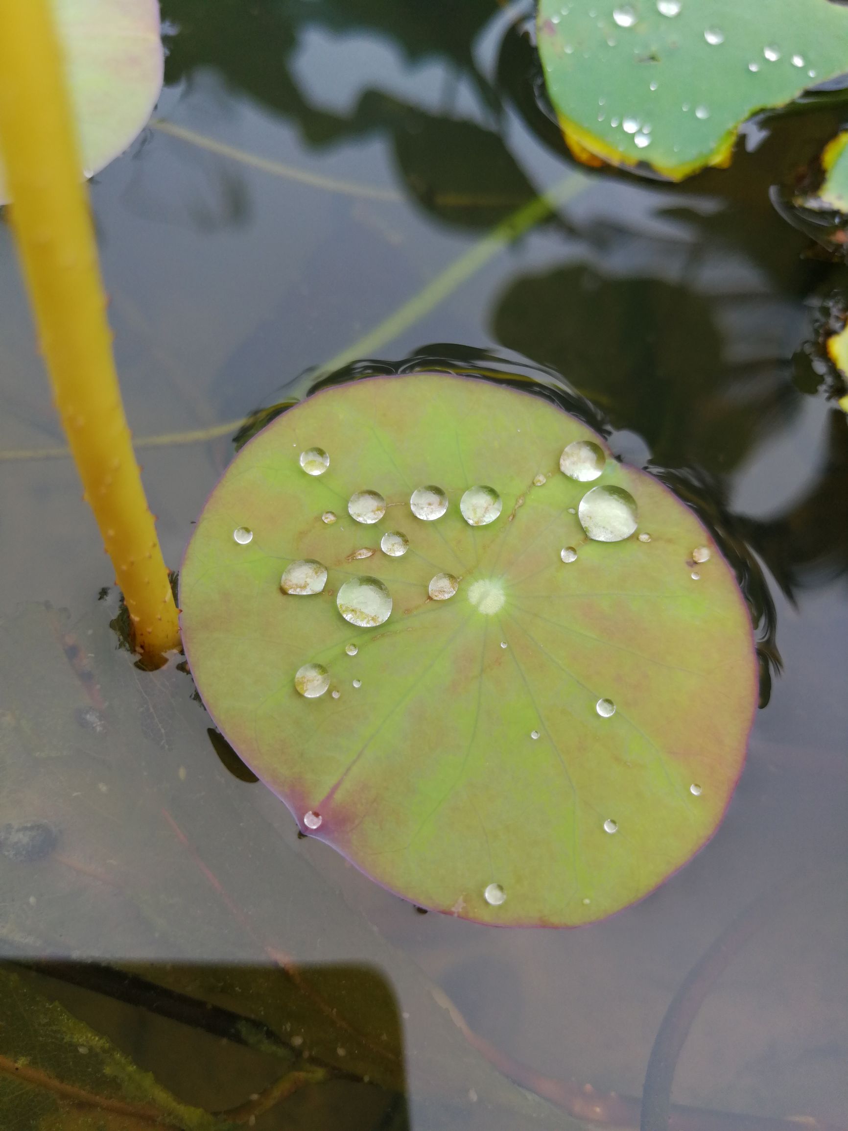 荷葉平時是不沾水的, 只有連續的下雨, 才會出現這樣的情景.