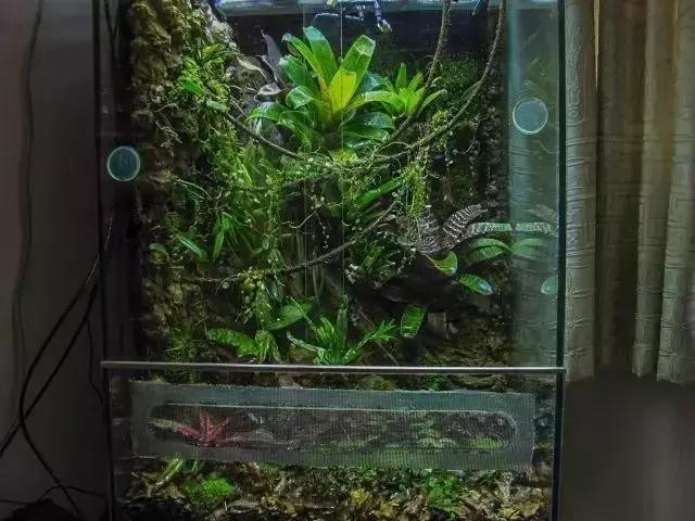 水草缸雨林缸造景:30多种植物,轻松一缸