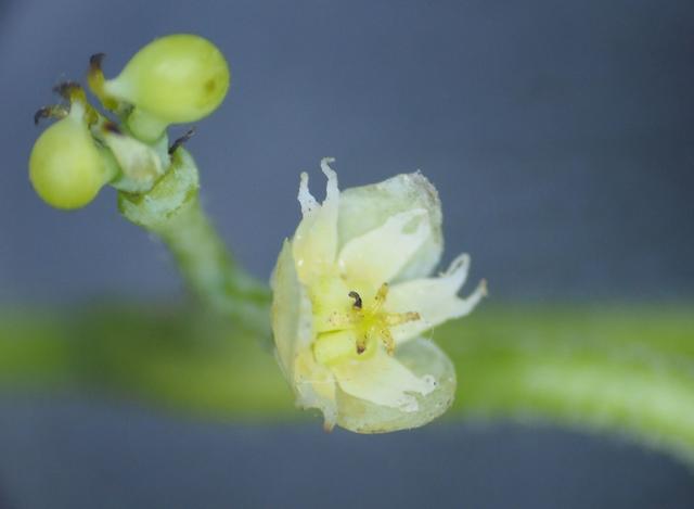 桔子雌花和雄花图片