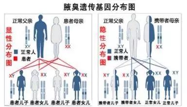 研究發現,腋臭屬顯性遺傳,遺傳幾率頗高.