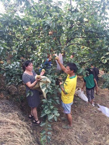 她帮助李铁山,黎青元等5户村民发展种植金秋梨50余亩,促进村民增收