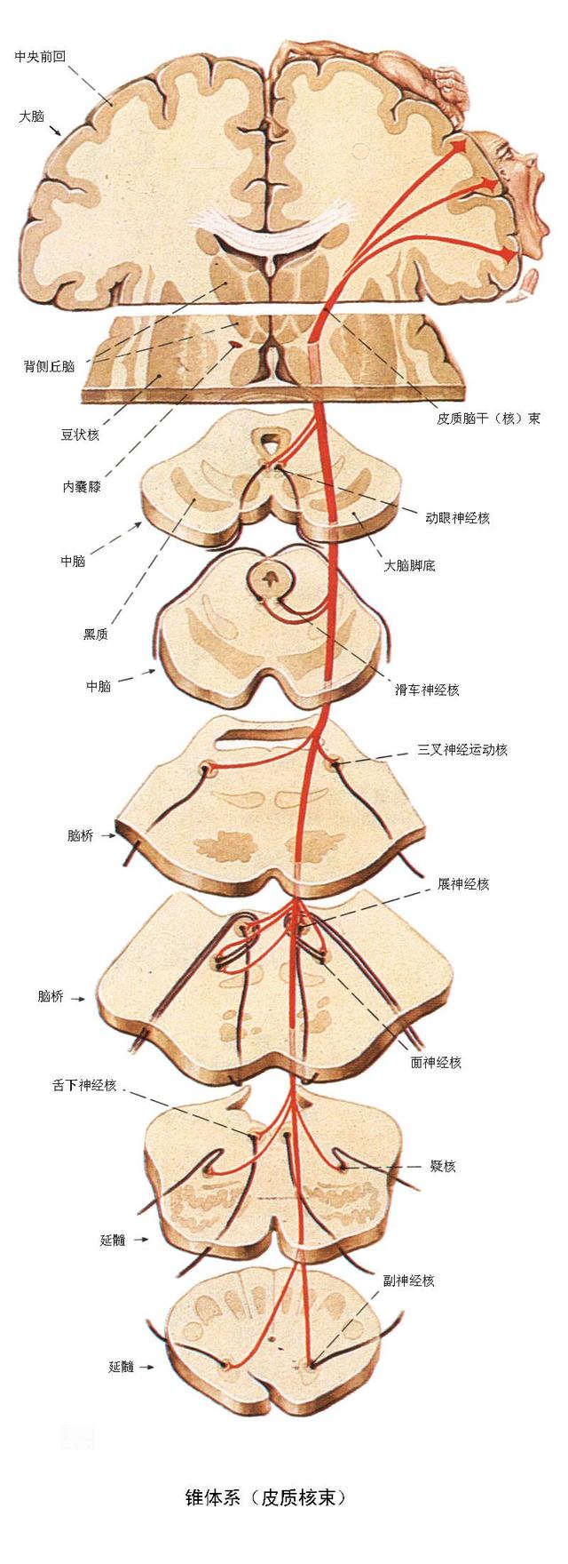 运动神经元病发病的几种发病原因