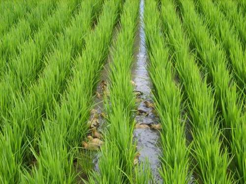 水稻的种植技术 中国人种植水稻是从什么时候开始的答:中国水稻栽培