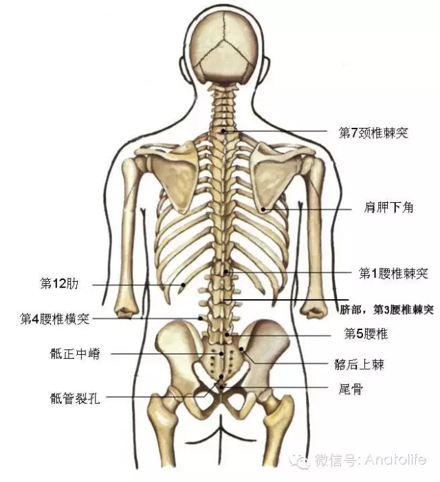 计数椎骨的标志图片