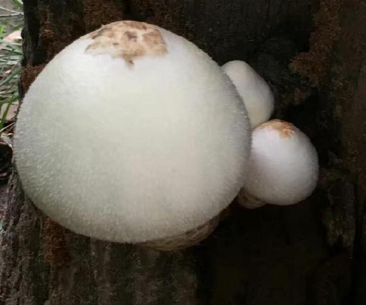 桃树树干长白色蘑菇图片