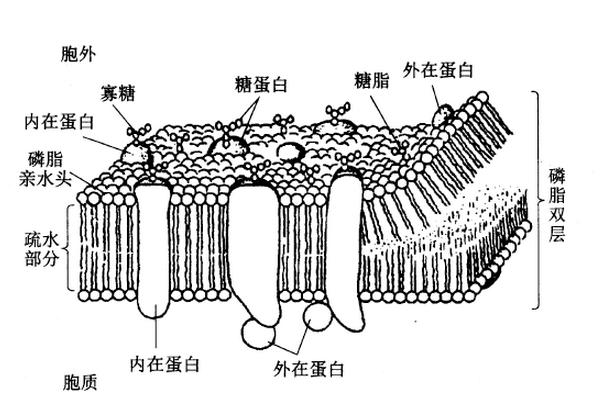 「精考点」药学一 药物的转运方式'被动扩散’仇牧-搜狐