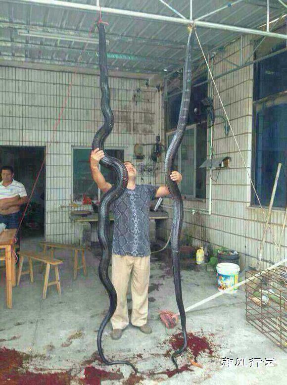 除了人类之外,眼镜王蛇在自然界极少有天敌
