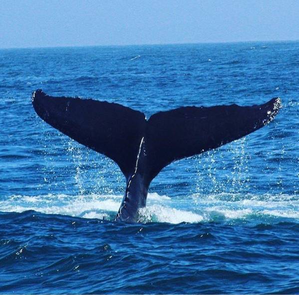 春冬兩季可以看到灰鯨(gray whale),春夏兩季能看到藍鯨(blue whale)