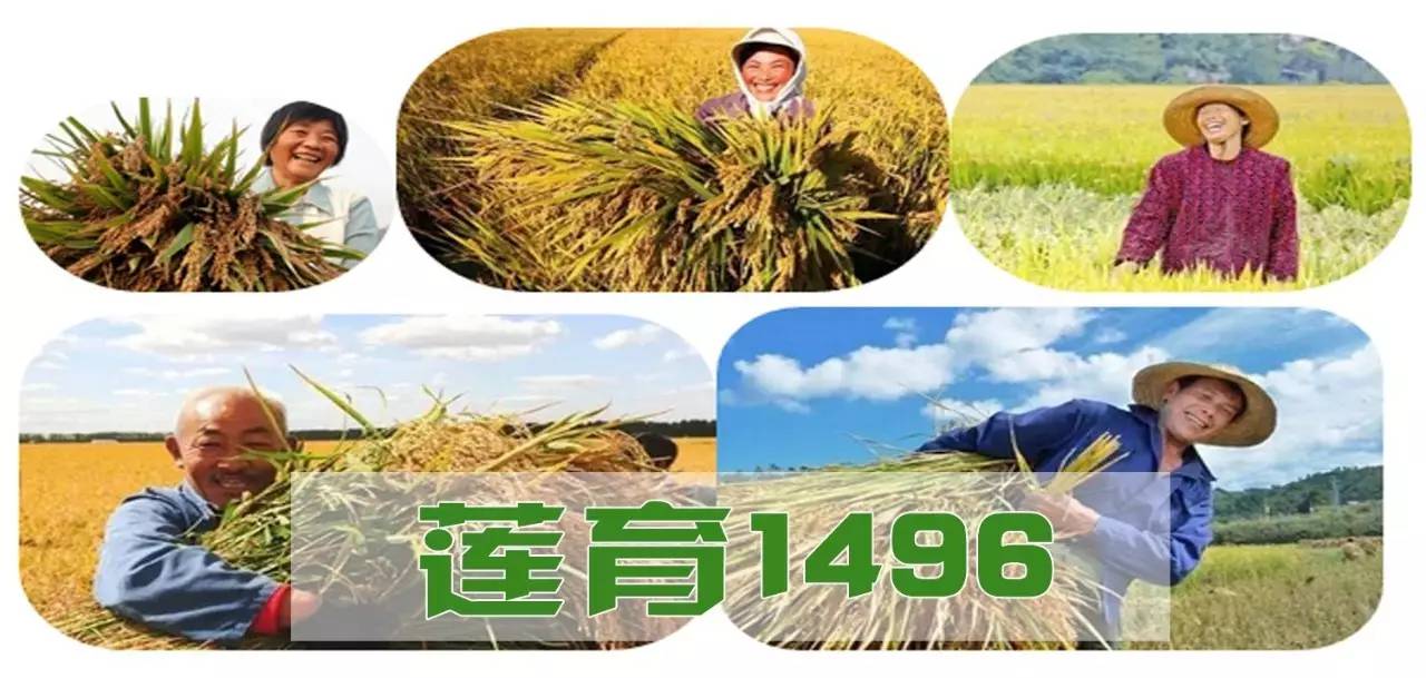 莲育1496水稻品种简介图片