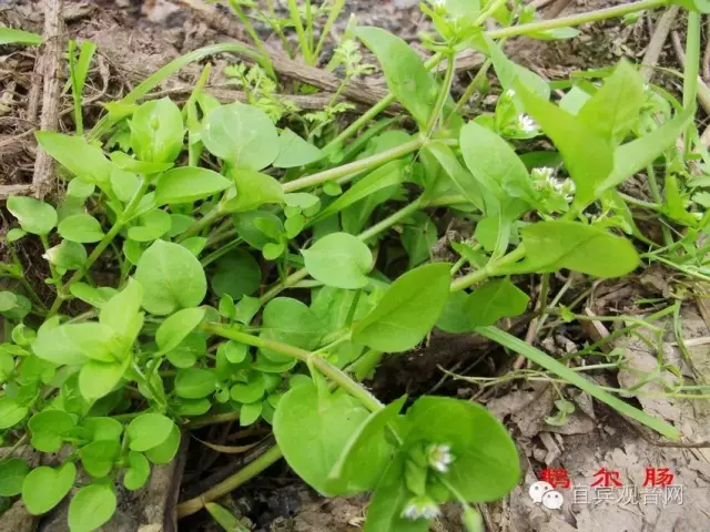 鄉村山裡天然野菜你吃過幾種