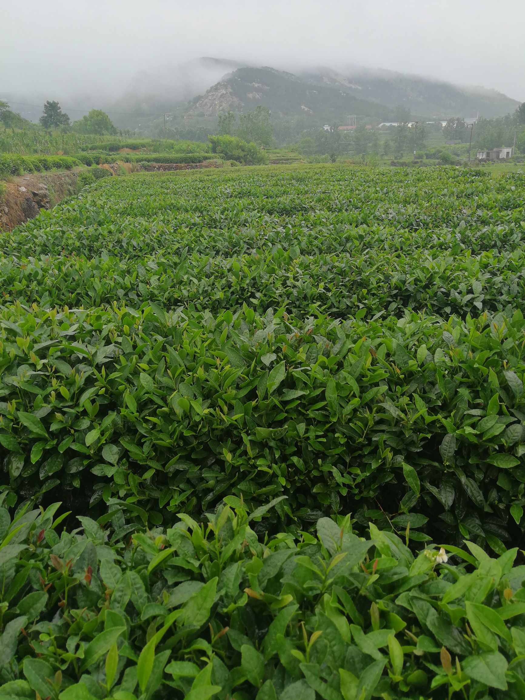 來到日照青的故鄉,看到了雨中茶田的奇美景色!