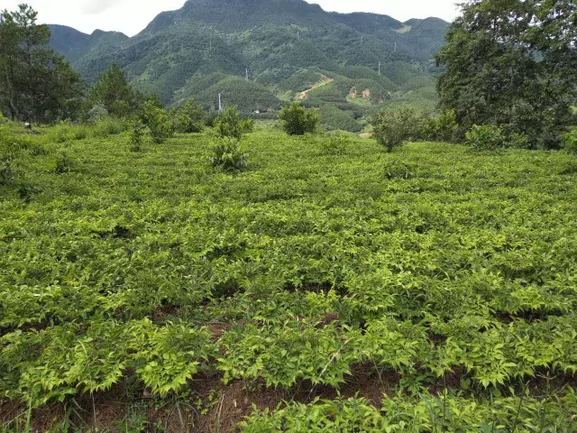 魔芋核桃山鄉老百姓的致富產業