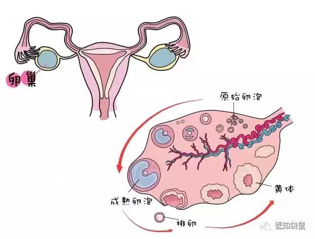 女性要小心這種肚子疼,可能是卵巢出問題了!