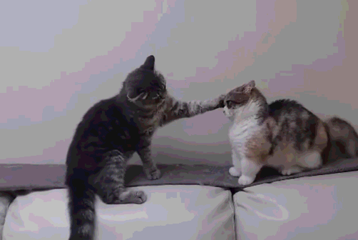 两只猫咪的战事一触即发短腿的被摸头杀无力还击