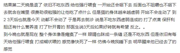 布偶猫误食水仙中毒死亡 养猫的家庭别养这些花