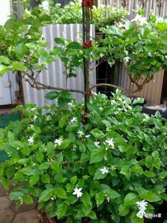 夏天养茉莉,注意几点,茉莉隔三差五就开花满树!