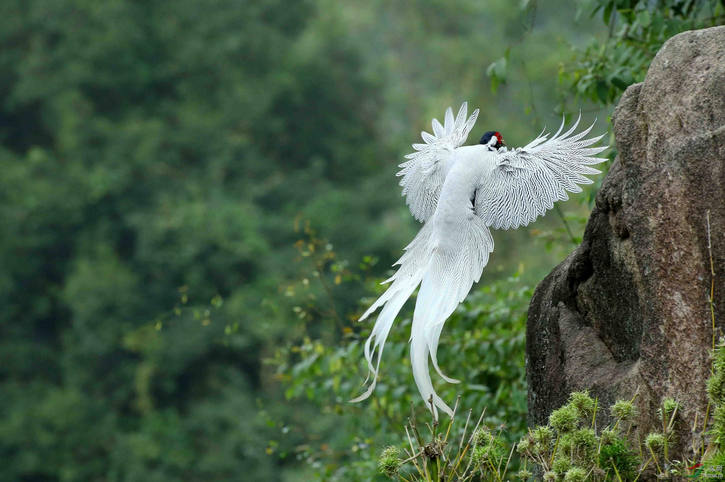 白鸾鸟图片图片
