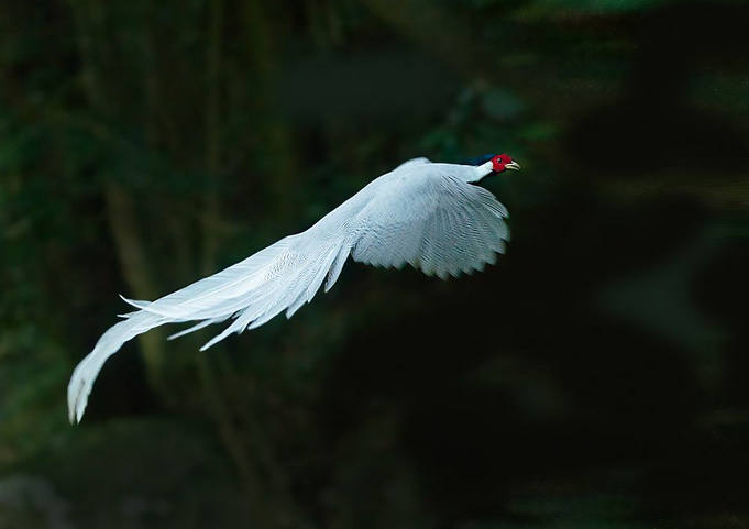 這白鷳鳥長的也太漂亮了