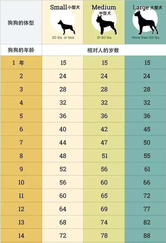 五大狗狗衰老的迹象 看完你会更爱它