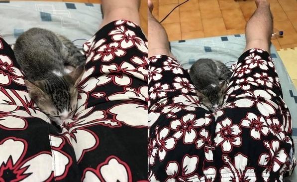 2个月大的猫咪boss日前趁把拔趴在床上时,将头挤在他两腿之间的「神秘