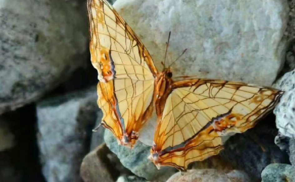 云南独龙江峡谷蝴蝶种类多样五彩斑斓画面美观