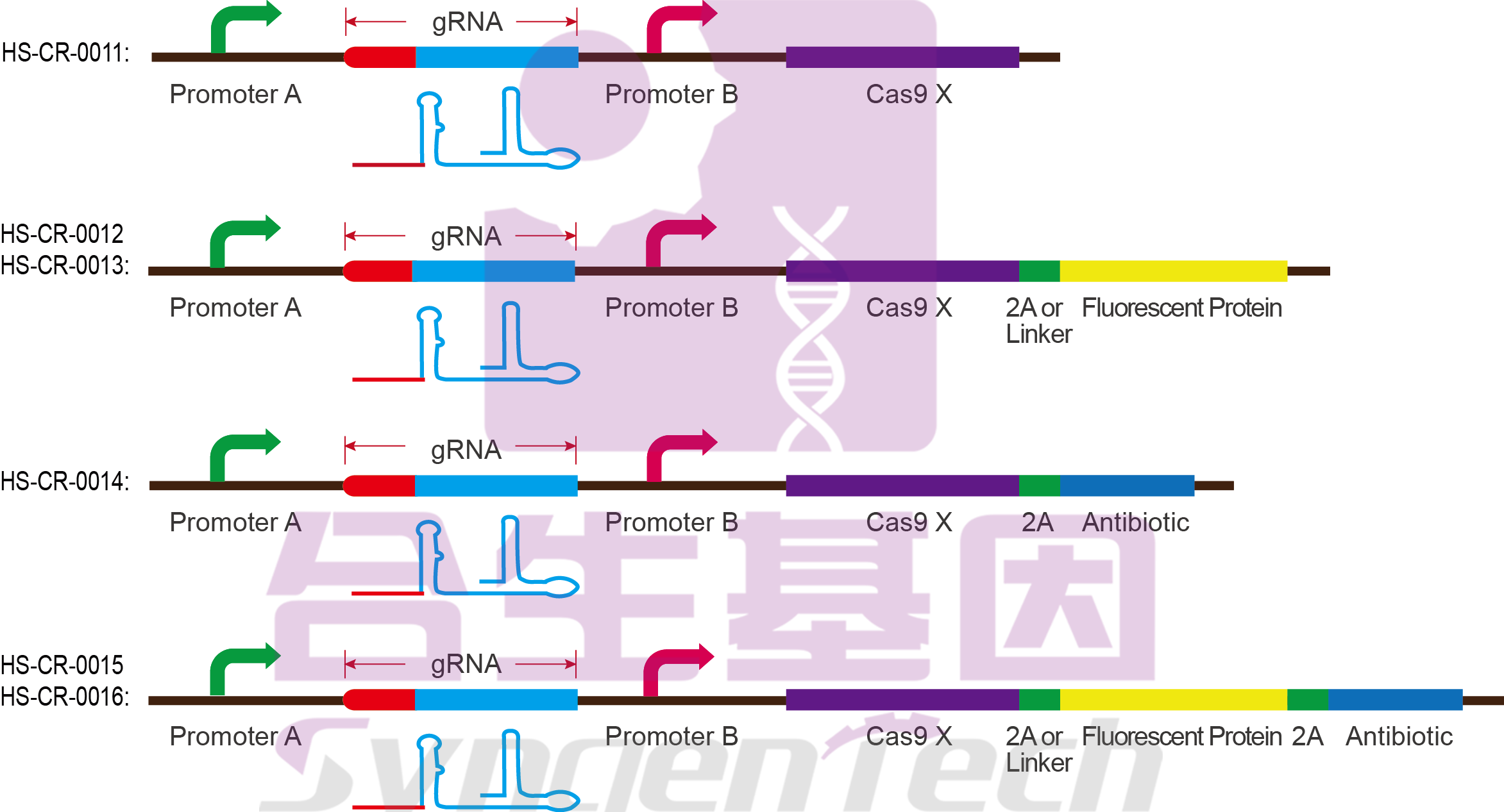 crispr/cas9 载体设计与构建