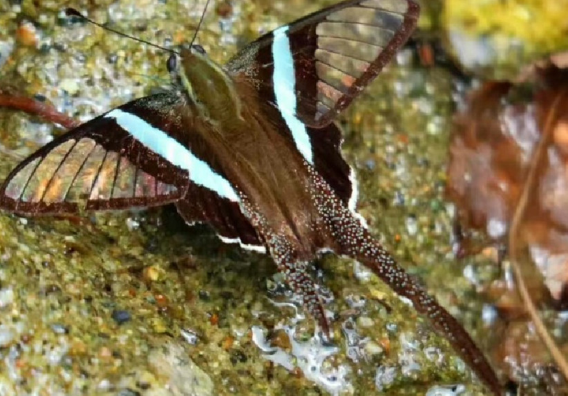云南独龙江峡谷蝴蝶种类多样五彩斑斓画面美观