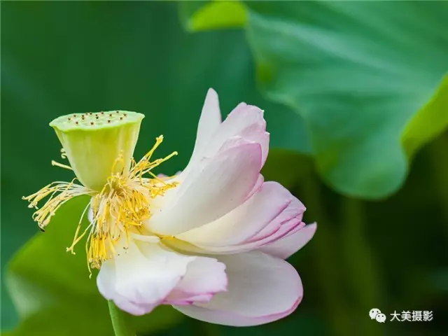 美窒息了惟有绿荷红菡萏卷舒开合任天真