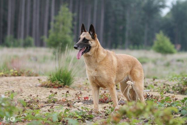 馬犬馬犬全稱(比利時馬林諾斯犬)發源於比利時的馬林附近.