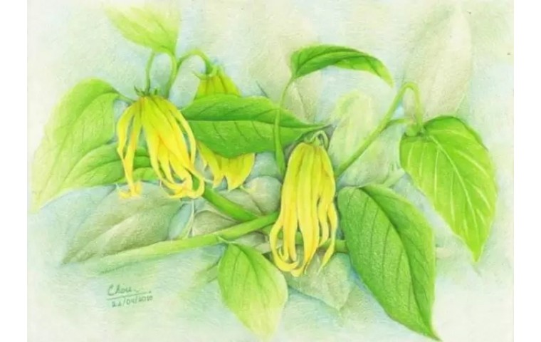 依蘭,學名:cananga odorata,英文名:ylang ylang,別名:香水樹.