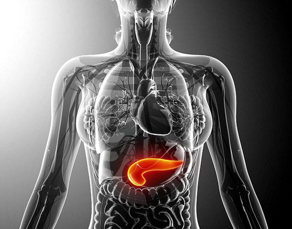 人体脾和胰腺的位置图图片