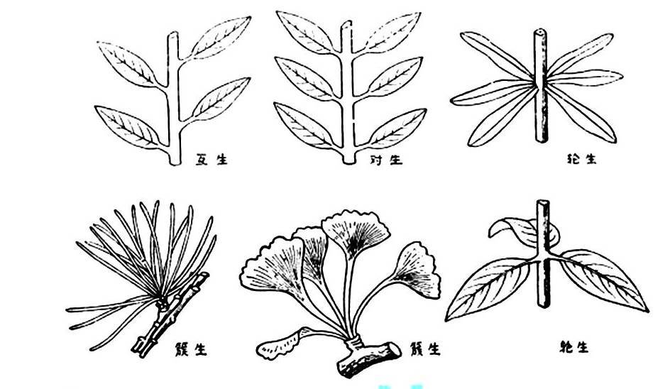 红叶李叶序类型图片