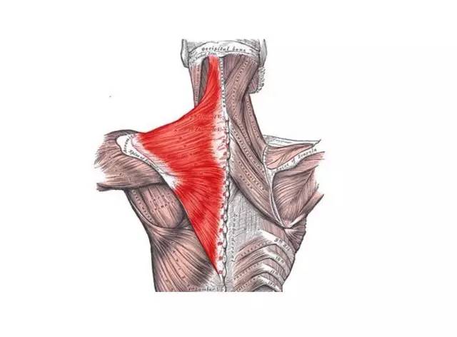 正常斜方肌图片图片