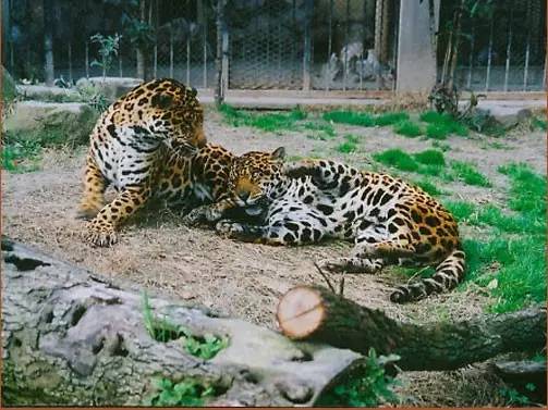 上海動物園