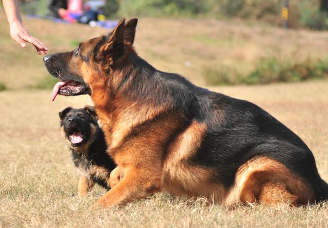 純種狼犬價格德國牧羊犬小狗值多少錢一隻