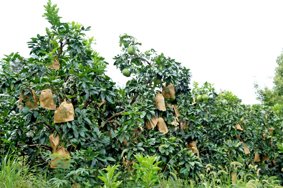 何阳店村授课,讲述了四川眉山一个丑柑种植户株施80斤有机肥的例子,万