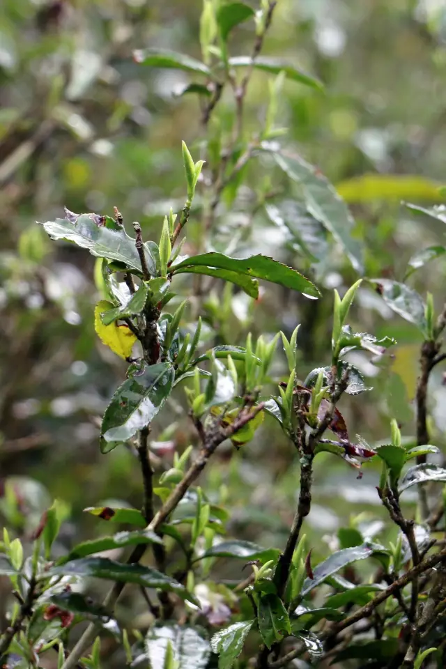 金骏眉茶树图片大全图片