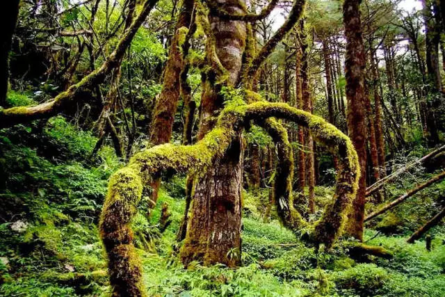 沿着喜马拉雅山脉腹地由东向西分布着大片的尚未开发的