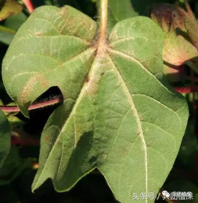 8月以来棉花上密密麻麻棉蓟马需要用药防治吗?