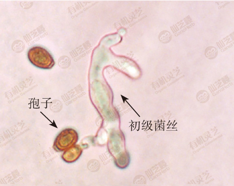 灵芝生长过程详解图图片