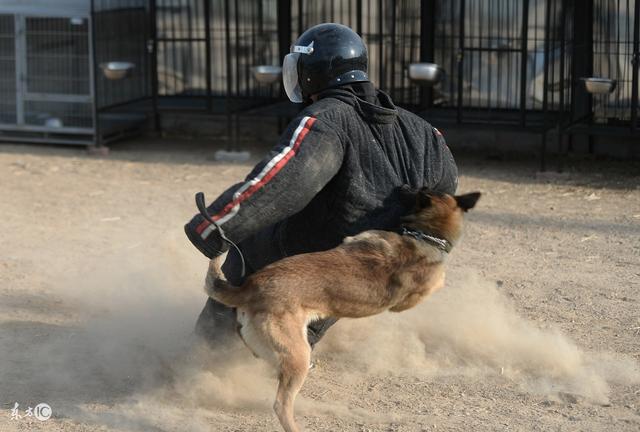 完全犬化训练图片