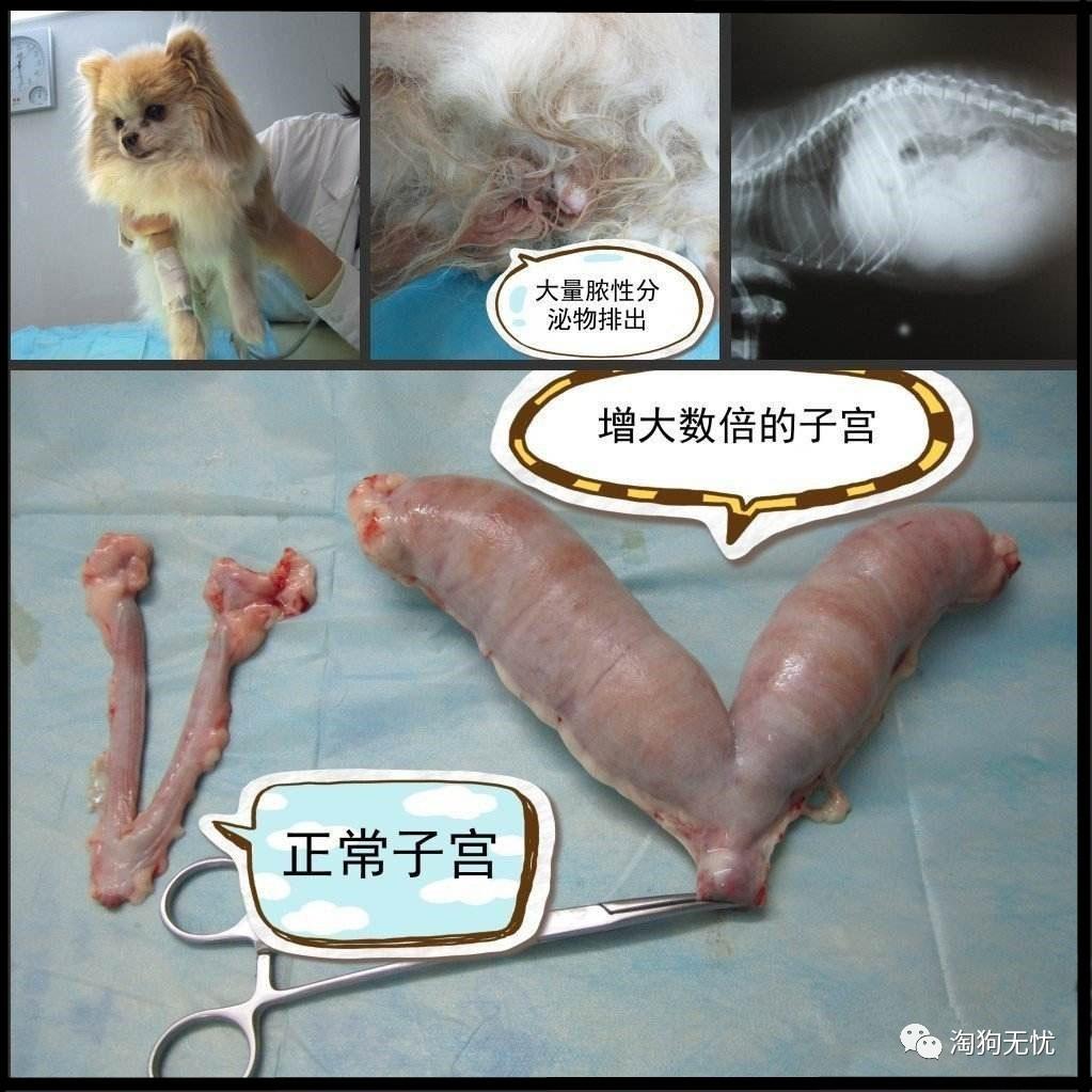 狗狗子宫大小图片