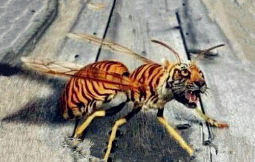 世界上最大毒蜂,形如鸳鸯,蛰中鸟兽尽死草木皆枯