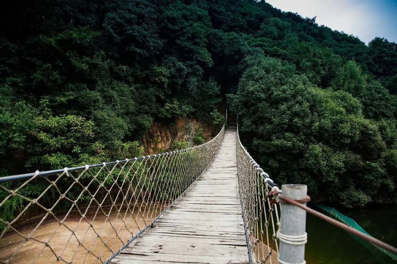 站在吊橋中央往下看,森林公園仿若一座島,輪廓清晰倒映在碧藍的水庫中